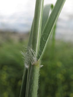 Eragrostis_curvula_EStadthafen070811_ja07.jpg