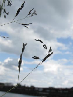 Eragrostis_curvula_EStadthafen070811_ja08.jpg