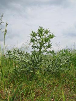 Eryngium_campestre_BislicherInsel120610_ja02.jpg