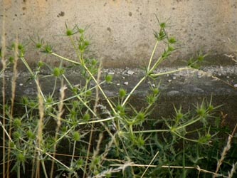 Eryngium_campestre_DOHBF2013_FDomurath.jpg