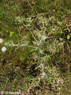 Eryngium_campestre_Koppelstein_Mosel2009_TK02.jpg