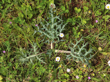 Eryngium_campestre_MonheimerRheinbogen_200517_CB02.jpg