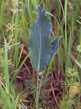 Eryngium_campestre_MonheimerRheinbogen_200517_CB03.jpg