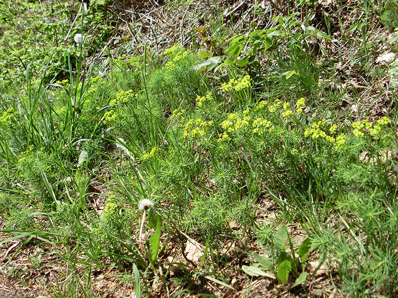 Euphorbia_cyparissias_Breckerfeld230510_ML01.jpg