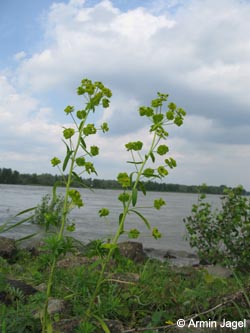 Euphorbia_esula_BislicherInsel120610_ja02.jpg