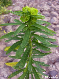 Euphorbia_esula_Stadthafen_Essen_070811_TK101.jpg