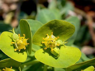 Euphorbia_myrsinites_ho04.jpg