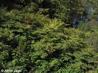Fallopia_japonica_MHRauen101010_ja01.jpg