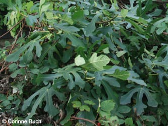 Ficus_carica_KrefeldHafen100911_CB05.jpg