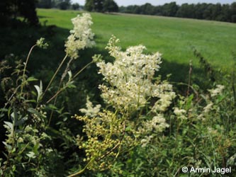 Filipendula_ulmaria_DO_Siesack_190714_ja01.jpg