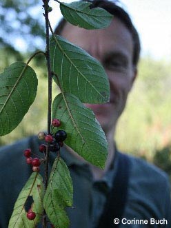 Frangula_alnus_rheinhernekanal120807_cb05.jpg