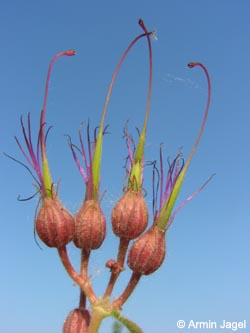 Geranium_macrorrhizum_BO080606_ja02.jpg