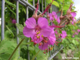 Geranium_macrorrhizum_BO140506_ja02.jpg