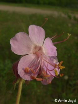 Geranium_macrorrhizum_BO140506_ja10.jpg