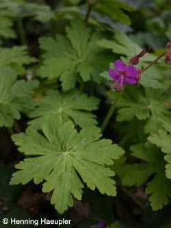 Geranium_macrorrhizum_BOQuerenburgUnicenter170510_Hae01.jpg