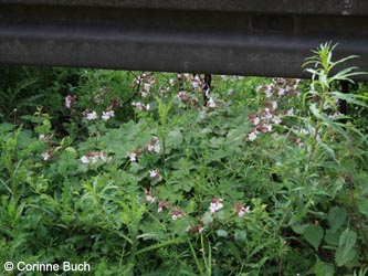 Geranium_macrorrhizum_CB01.jpg