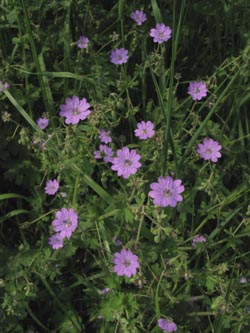 Geranium_pyrenaicum_BOUemmingersee210511_ja02.jpg