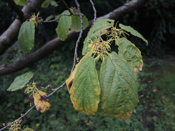 Hamamelis_virginana_Wiemelhausen_Friedhof_180915_ja01.jpg