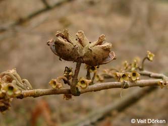 Hamamelis_virginiana_Frucht_VD01.jpg