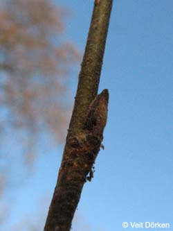 Hamamelis_virginiana_Knospen_BGBO_VD01.jpg