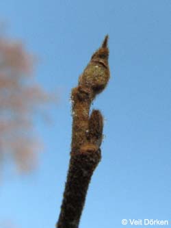 Hamamelis_virginiana_Knospen_BGBO_VD02.jpg