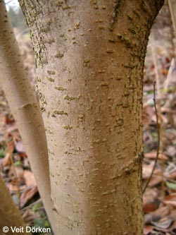 Hamamelis_virginiana_Stamm_VD01.jpg