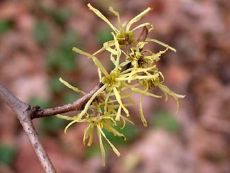 Hamamelis_virginiana_ho01.jpg