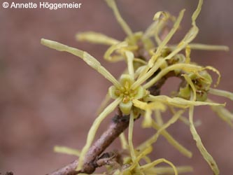 Hamamelis_virginiana_ho02.jpg