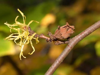 Hamamelis_virginiana_ho05.jpg