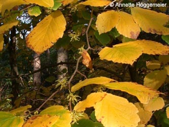 Hamamelis_virginiana_ho06.jpg