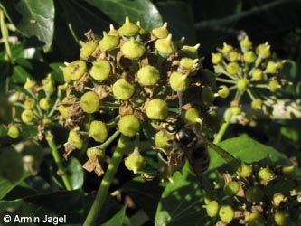 Hedera_helix_MHRauen101010_ja75.jpg