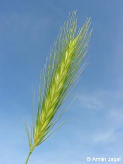 Hordeum_murinum_BO180606_ja01.jpg