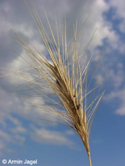 Hordeum_murinum_BODahlhausen040808_ja02.jpg