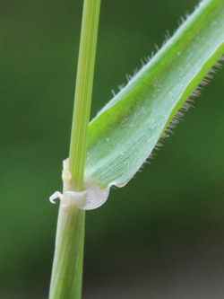 Hordeum_murinum_Bottrop_160519_CB01.jpg