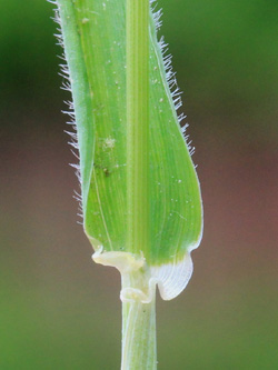 Hordeum_murinum_Bottrop_160519_CB02.jpg