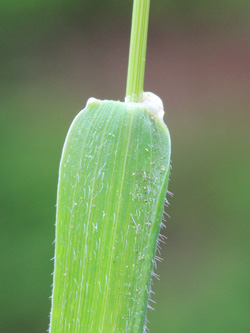 Hordeum_murinum_Bottrop_160519_CB05.jpg