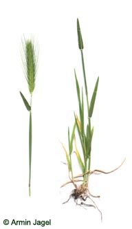 Hordeum_murinum_ja01.jpg