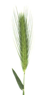 Hordeum_murinum_ja02.jpg