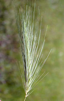 Hordeum_murinum_ja05.jpg