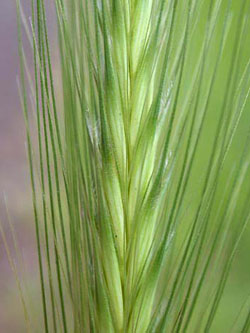 Hordeum_murinum_ja06.jpg