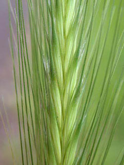 Hordeum_murinum_ja06.jpg