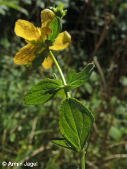 Hypericum_maculatum_dubium_DO_Siesack_190714_ja05.jpg