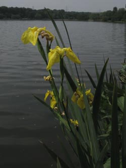 Iris_pseudacorus_BOUemmingersee210511_ja02.jpg