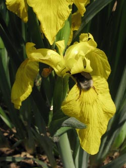 Iris_pseudacorus_BOUemmingersee210511_ja04.jpg