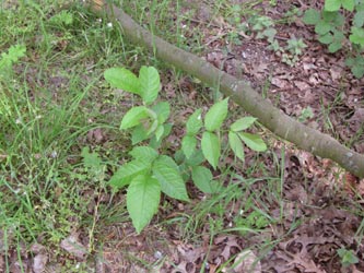 Juglans_regia_BOUemmingersee210511_ja01.jpg