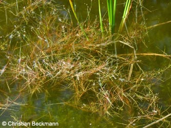 Juncus_bulbosus_DO_Siesack_190714_CBeckmann01.jpg