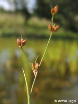 Juncus_bulbosus_DO_Siesack_190714_ja02.jpg