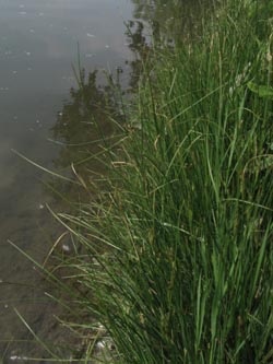 Juncus_compressus_BOUemmingersee210511_ja02.jpg