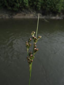 Juncus_compressus_BOUemmingersee210511_ja06.jpg