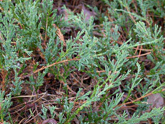 Juniperus_horizontalis_ja01.jpg